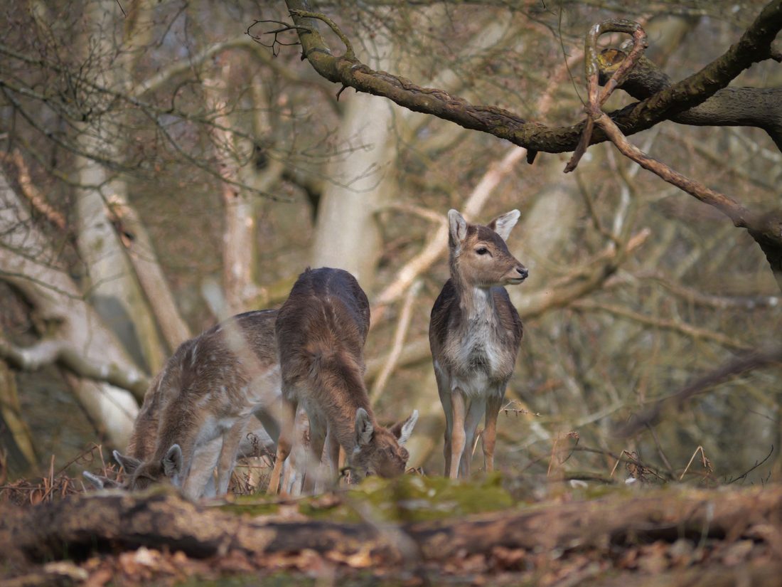 Photograph by Ruth Hutton